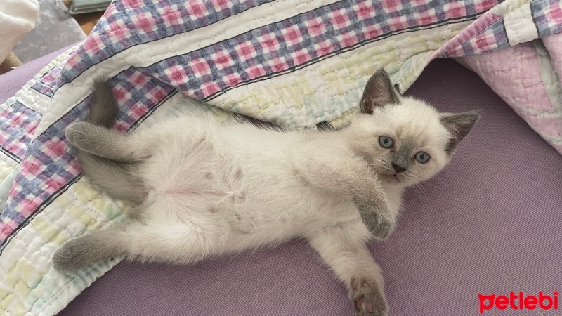 British Shorthair, Kedi  Kızımın pamuk yavrusu fotoğrafı