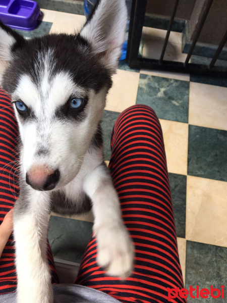 Sibirya Kurdu (Husky), Köpek  Hera fotoğrafı