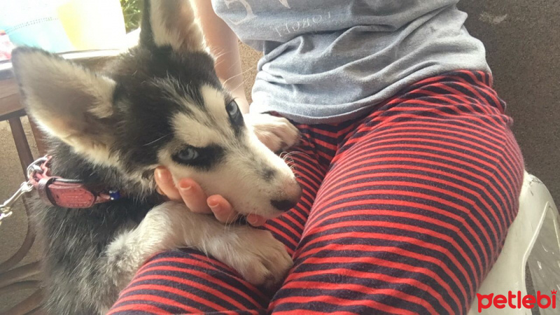 Sibirya Kurdu (Husky), Köpek  Hera fotoğrafı