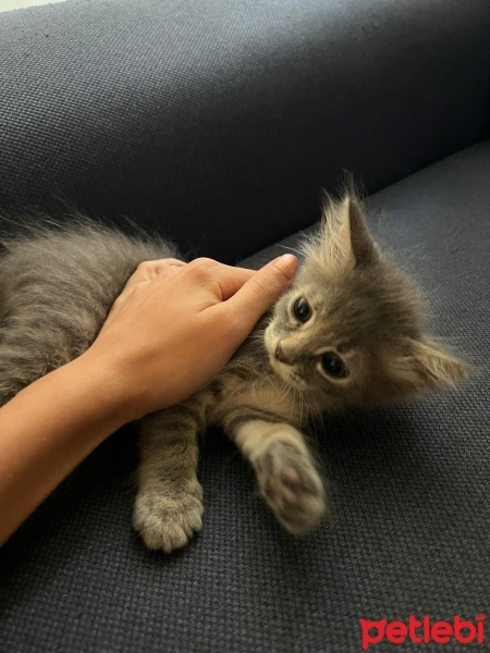 Tekir Kedi, Kedi  Luna fotoğrafı