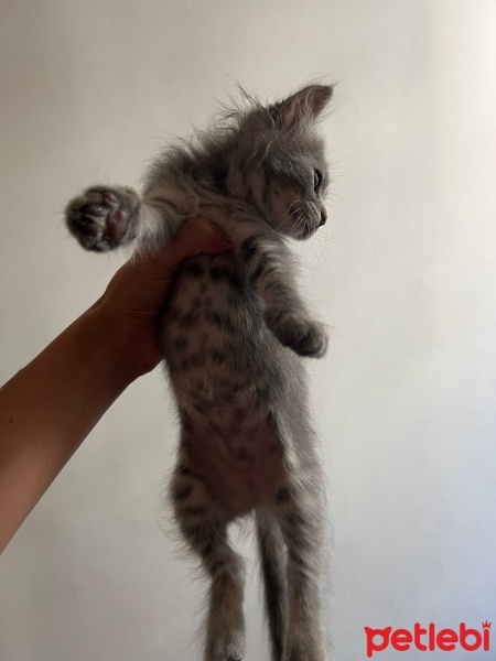 Tekir Kedi, Kedi  Luna fotoğrafı