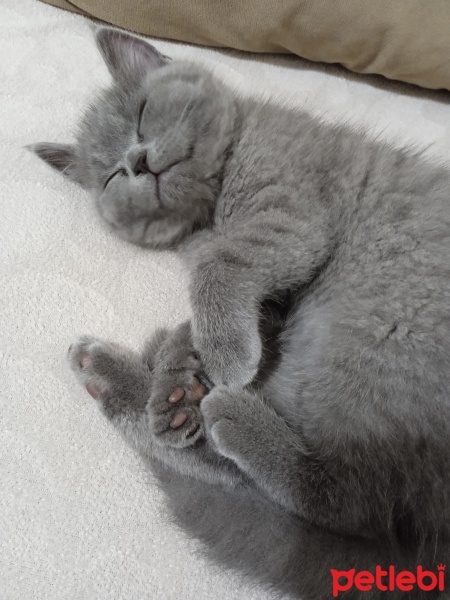 British Shorthair, Kedi  Ponçik fotoğrafı