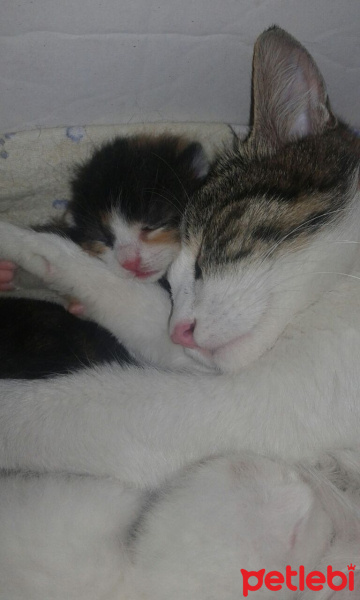 Tekir Kedi, Kedi  fındık fotoğrafı