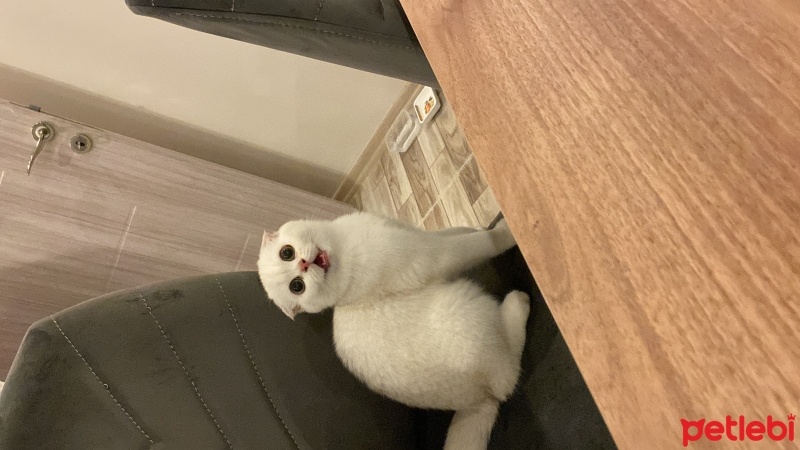 Scottish Fold, Kedi  Zeus fotoğrafı