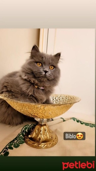 British Longhair, Kedi  paşa fotoğrafı