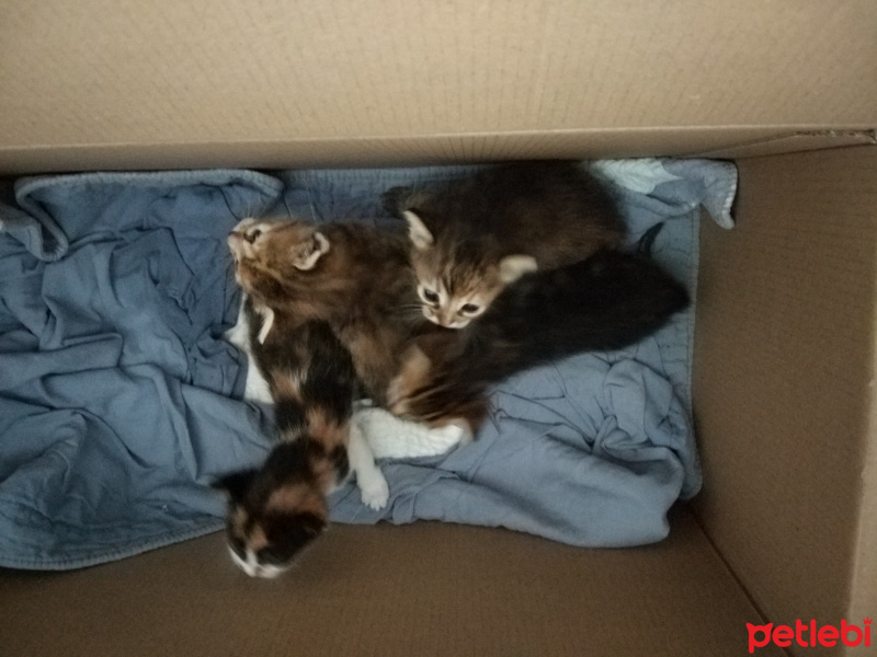 Tekir Kedi, Kedi  Adları Daha Yok fotoğrafı