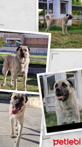 Kangal, Köpek  Usta fotoğrafı