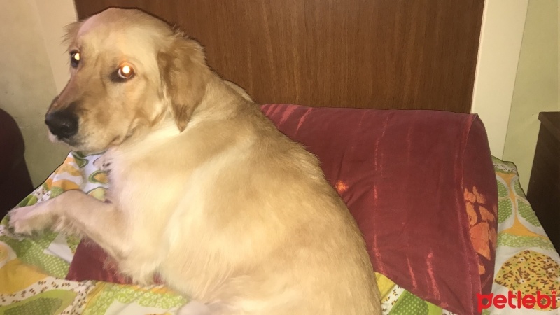 Golden Retriever, Köpek  Joker fotoğrafı