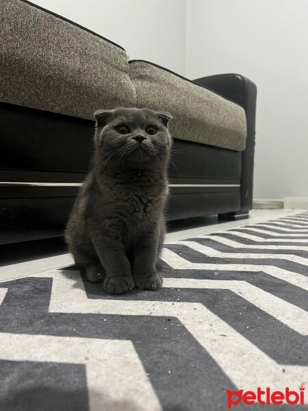 Scottish Fold, Kedi  Scottish fold fotoğrafı