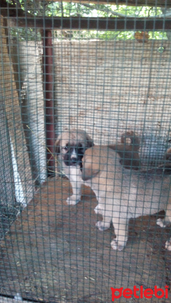 Kangal, Köpek  Çakır ve Cesur fotoğrafı
