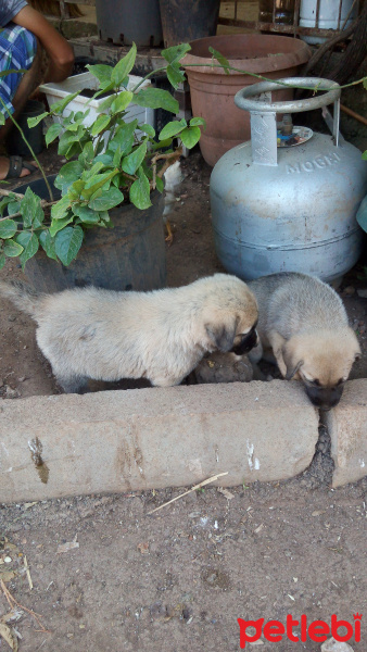 Kangal, Köpek  Çakır ve Cesur fotoğrafı