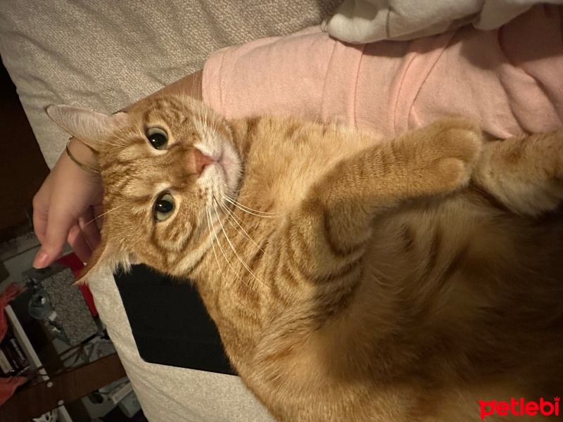 Sarman, Kedi  Bal fotoğrafı