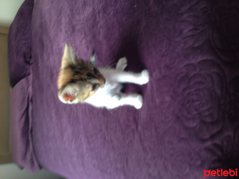 Tekir Kedi, Kedi  Tarcin fotoğrafı