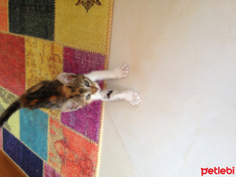 Tekir Kedi, Kedi  Tarcin fotoğrafı