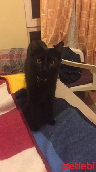 Tekir Kedi, Kedi  Bitter fotoğrafı