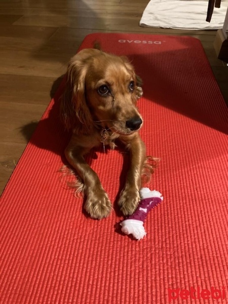 İngiliz Cocker Spaniel, Köpek  Sophie fotoğrafı
