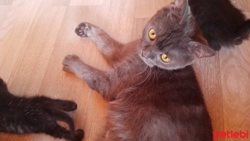 Scottish Fold, Kedi  Gece fotoğrafı