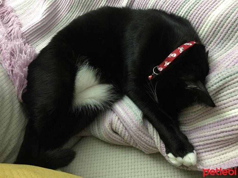 Tekir Kedi, Kedi  Gece fotoğrafı