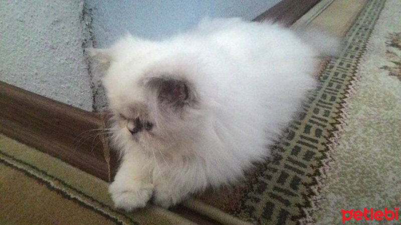 İran Kedisi (Persian), Kedi  Tasha fotoğrafı