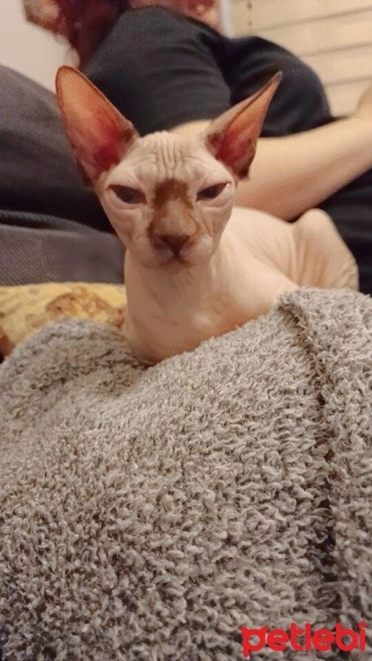 Sphynx, Kedi  Mavi fotoğrafı