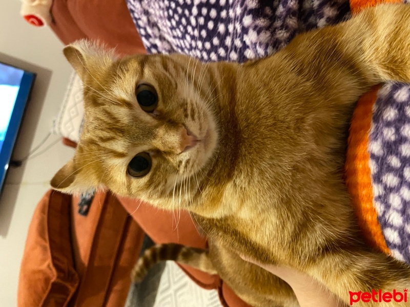 Sarman, Kedi  Pamuk fotoğrafı