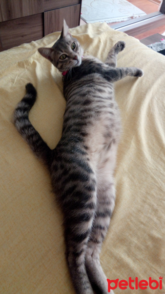 Tekir Kedi, Kedi  Pati fotoğrafı