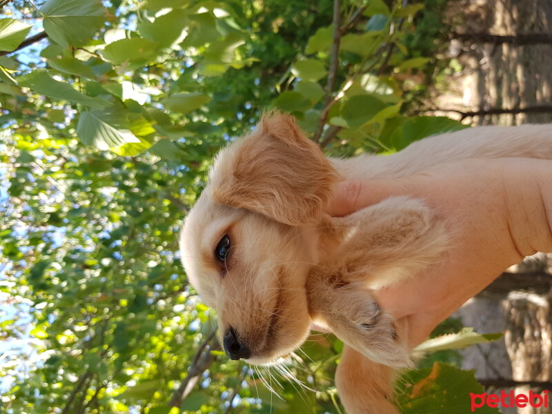 Amerikan Cocker Spaniel, Köpek  Badem fotoğrafı