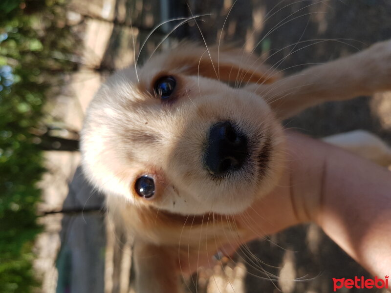 Amerikan Cocker Spaniel, Köpek  Badem fotoğrafı