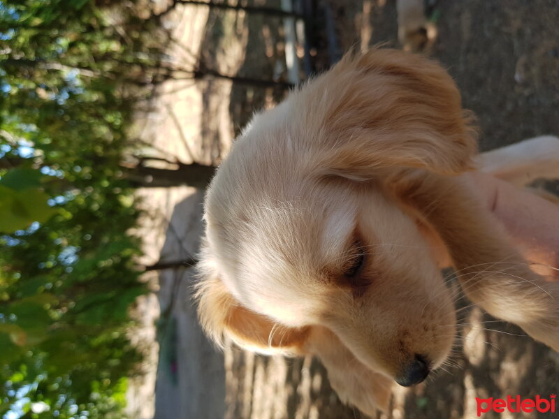 Amerikan Cocker Spaniel, Köpek  Badem fotoğrafı