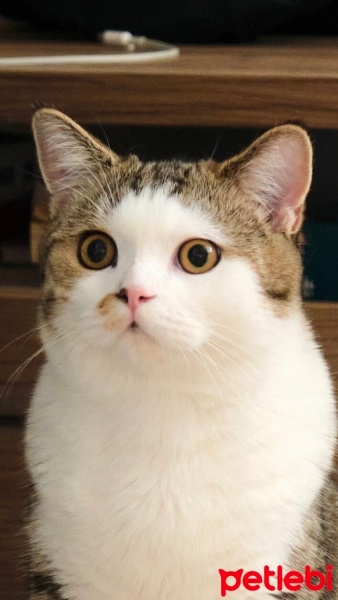 Scottish Fold, Kedi  Susam fotoğrafı