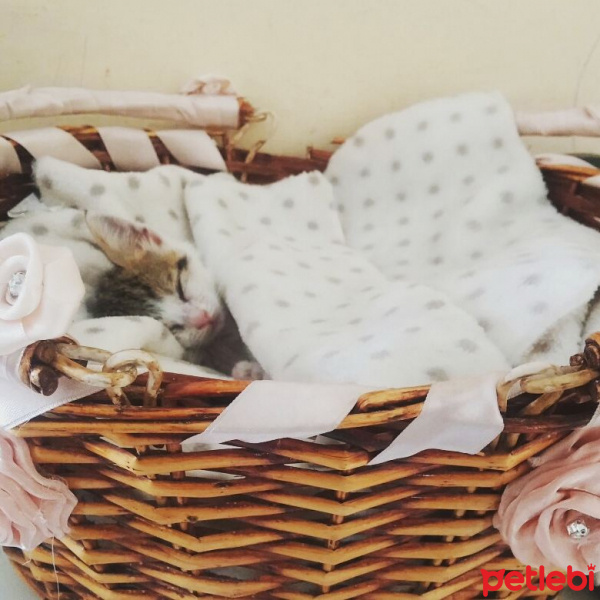 Tekir Kedi, Kedi  PATİİ fotoğrafı