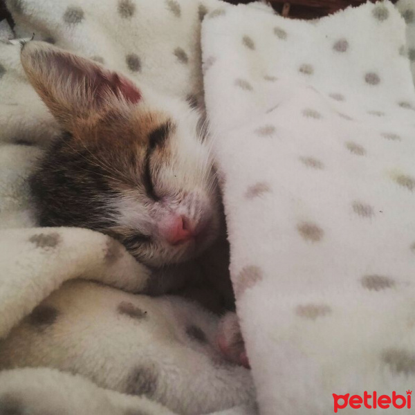 Tekir Kedi, Kedi  PATİİ fotoğrafı