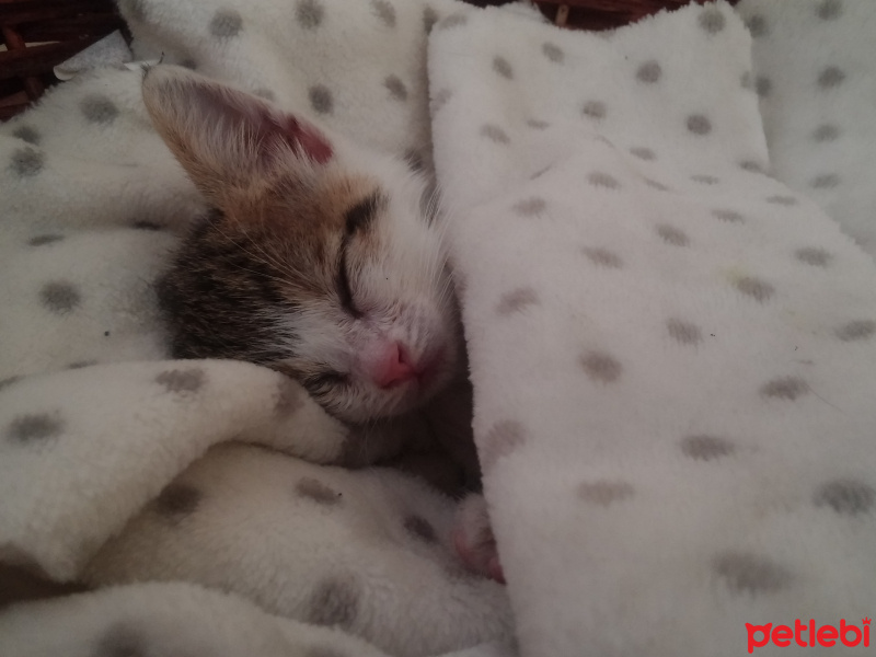 Tekir Kedi, Kedi  PATİİ fotoğrafı