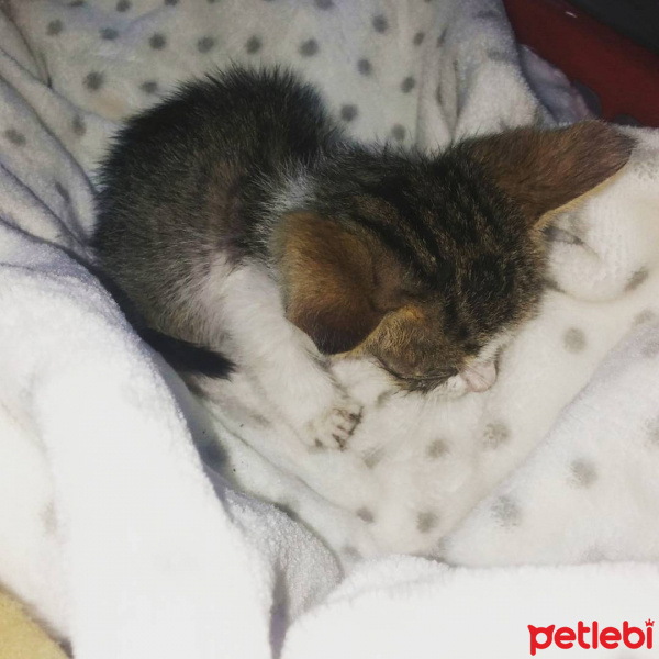 Tekir Kedi, Kedi  PATİİ fotoğrafı