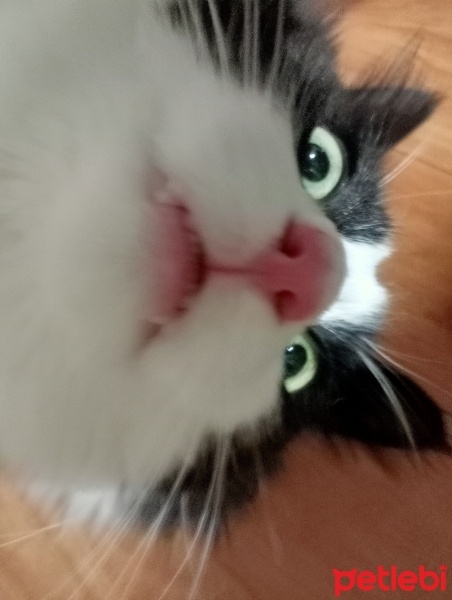 Norwegian Forest, Kedi  gölge fotoğrafı