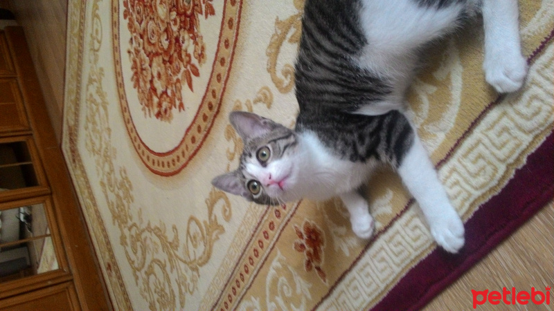 Tekir Kedi, Kedi  Minnoş fotoğrafı