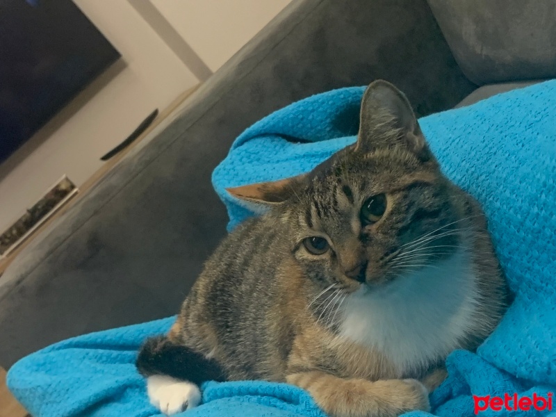 Tekir Kedi, Kedi  Balım fotoğrafı