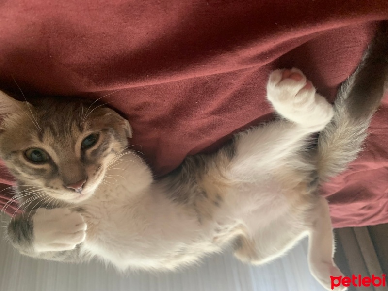 Tekir Kedi, Kedi  Pablo fotoğrafı