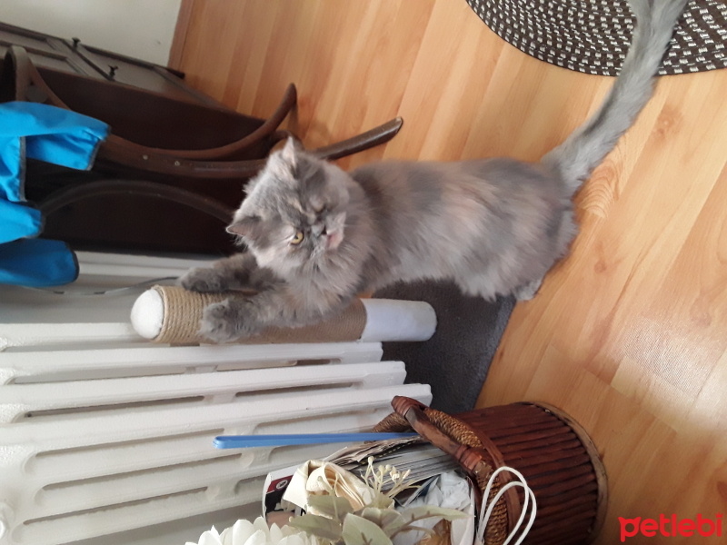 Chinchilla, Kedi  Fıstık fotoğrafı