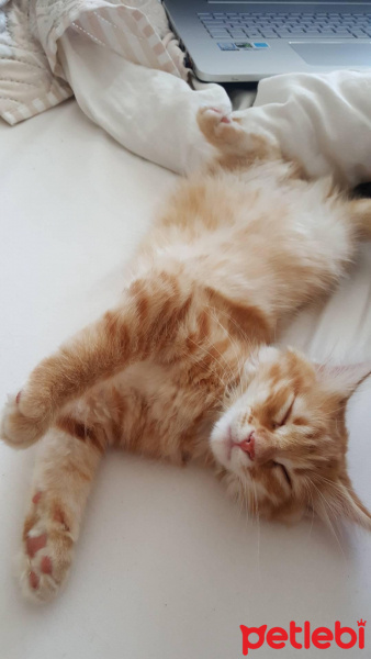Tekir Kedi, Kedi  Kuzey fotoğrafı