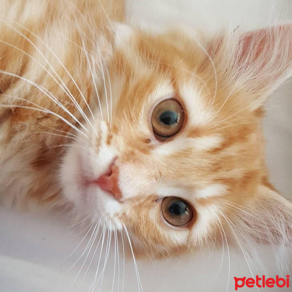 Tekir Kedi, Kedi  Kuzey fotoğrafı