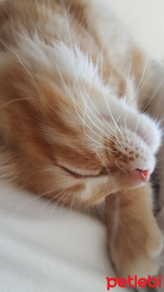 Tekir Kedi, Kedi  Kuzey fotoğrafı