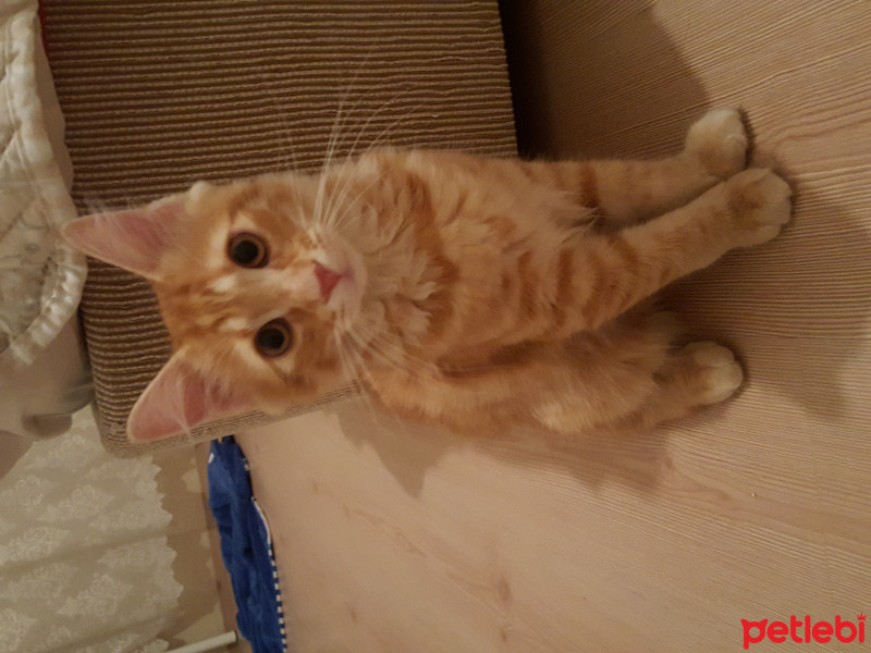 Tekir Kedi, Kedi  Kuzey fotoğrafı