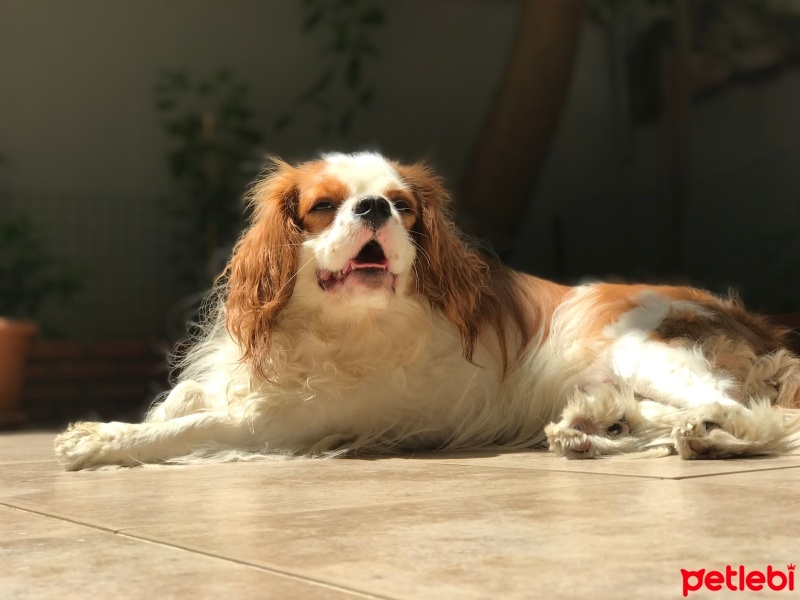 Cavalier King Charles Spanieli, Köpek  Riki fotoğrafı