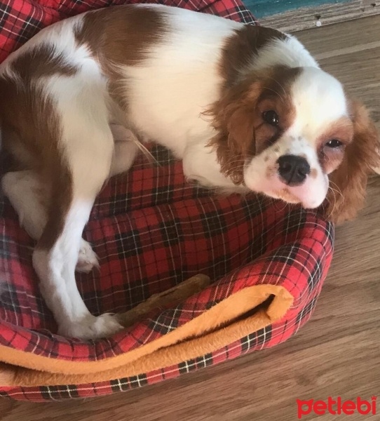 Cavalier King Charles Spanieli, Köpek  Riki fotoğrafı