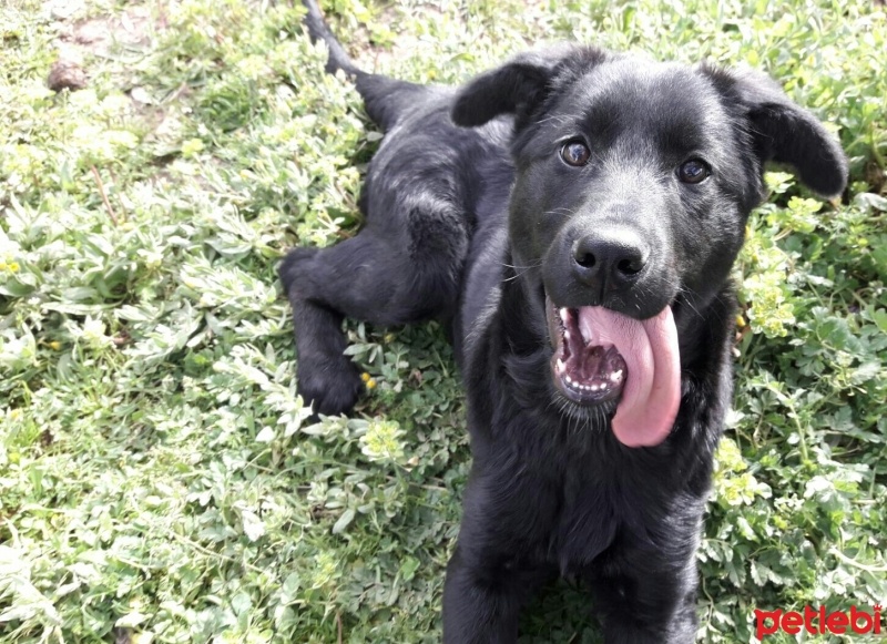 Alman Çoban Köpeği, Köpek  Dante fotoğrafı