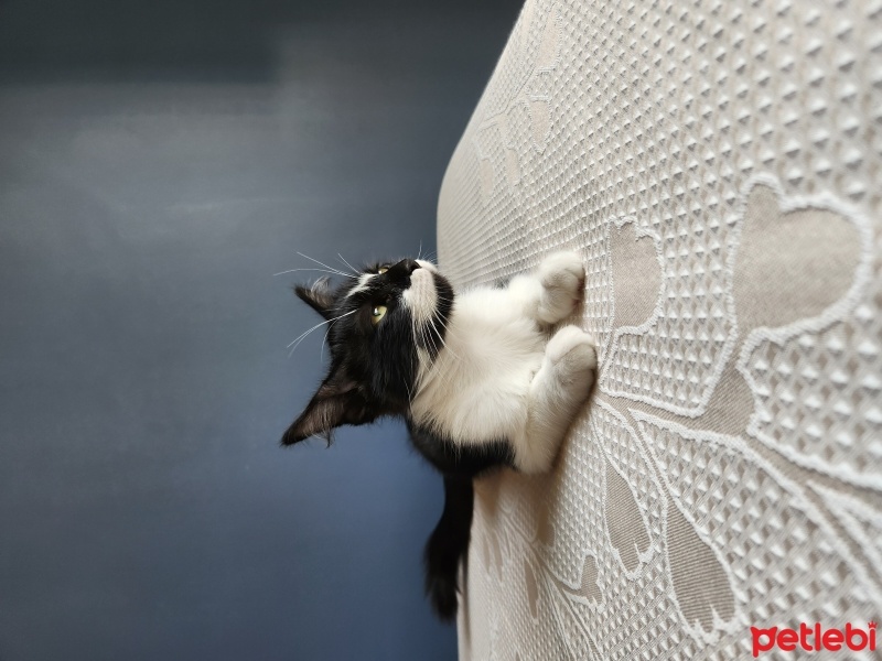 Tuxedo (Smokin) Kedi, Kedi  Jack fotoğrafı