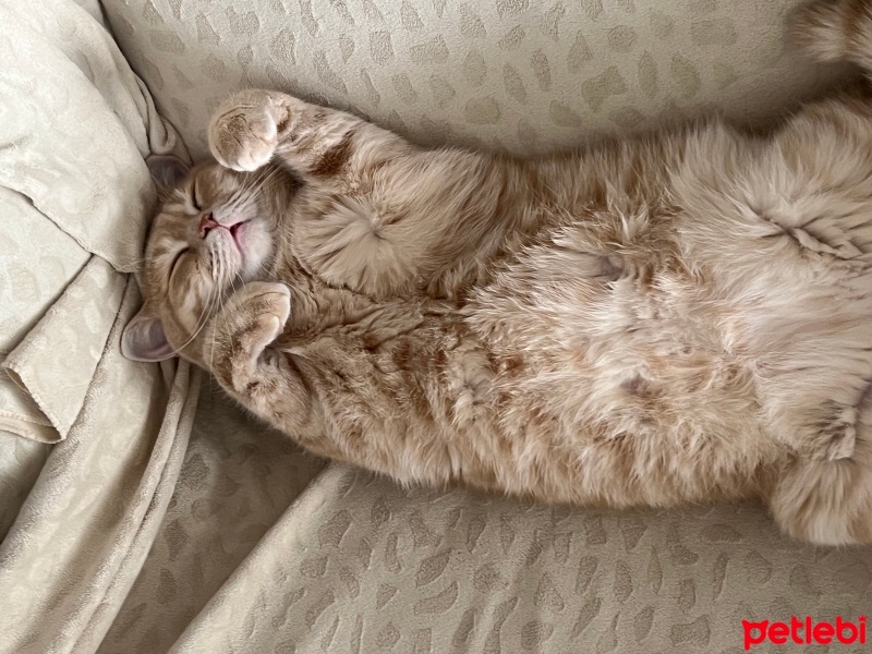British Shorthair, Kedi  Tarçın fotoğrafı