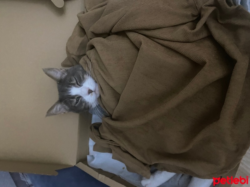 Tekir Kedi, Kedi  Porto fotoğrafı