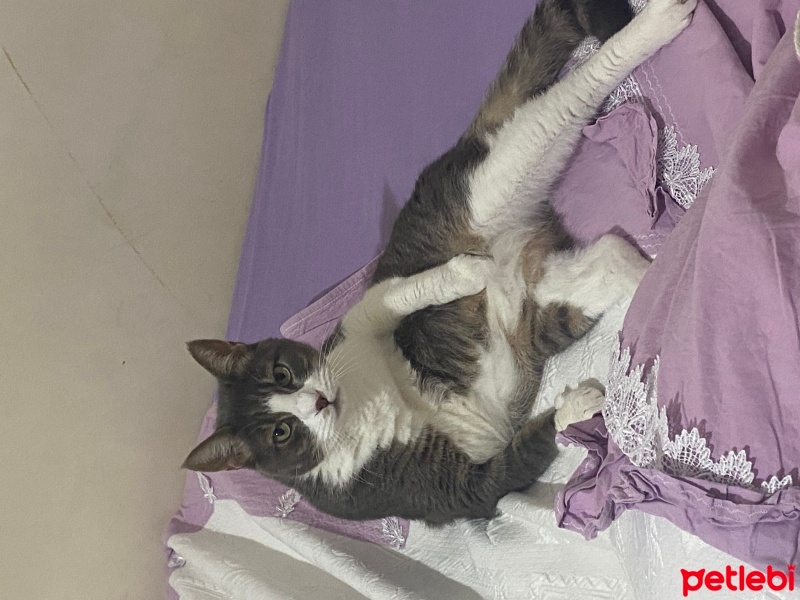 Tekir Kedi, Kedi  Porto fotoğrafı